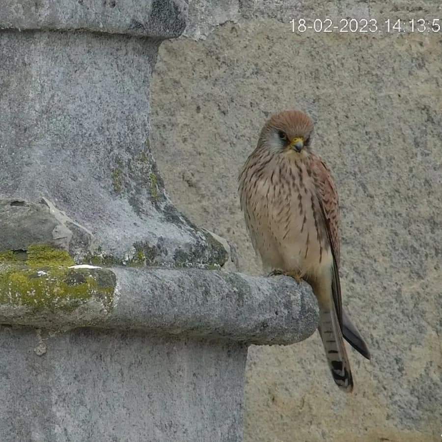 Tumbabuey's tweet photo. Estos días están llegando nuevos ejemplares a la colonia de cernícalos #primilla de #LosBarrios . Puedes ver imágenes cómo estás en 🔴 directo en nuestro canal de Youtube https://t.co/62GjnxRrax #aves  #wildlife #wildlifeconservation #webcamprimilla  #rapaces #birds #birdwatching https://t.co/2ADwabCyO6