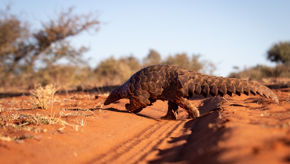 Funded by the Wild Source Foundation, the newest #research project at Tswalu aims to identify and quantify some of the vital roles that Temminck’s #pangolins play in the #ecosystem to better understand their value in the #Kalahari. 
#TswaluFoundation #wildliferesearch #pangolin