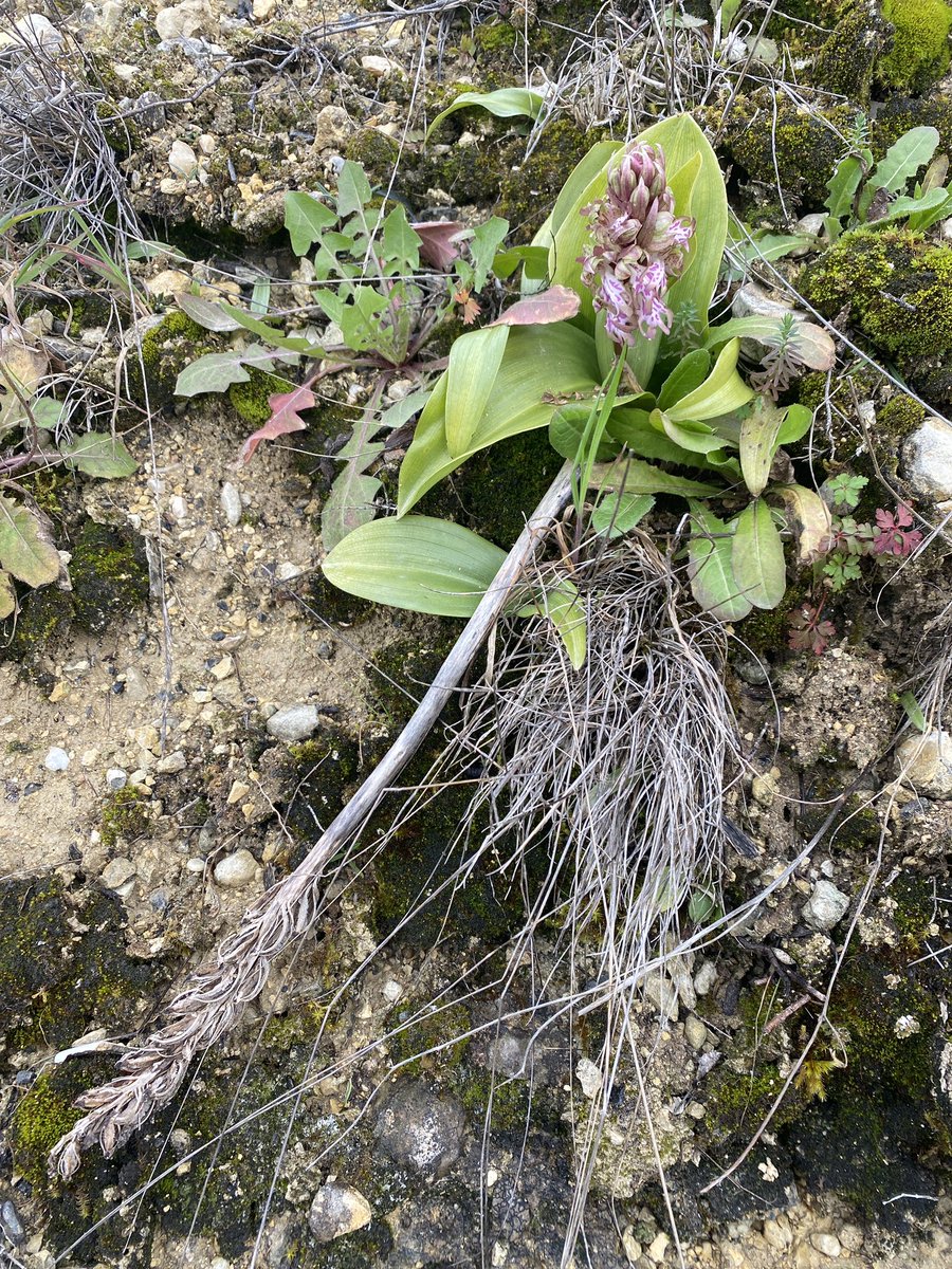 Une des premières orchidées à fleurir par ici: #himantoglossumrobertianum de l’année, et ce qui reste de l’inflorescence du printemps dernier.