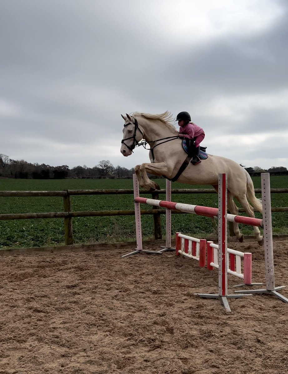 horseandhound's tweet photo. ‘She wanted to go bigger!’ Tiny rider sails over 1.20m oxer on 17hh stallion https://t.co/SwPXeRU5b8 https://t.co/fwzqgRIpgz