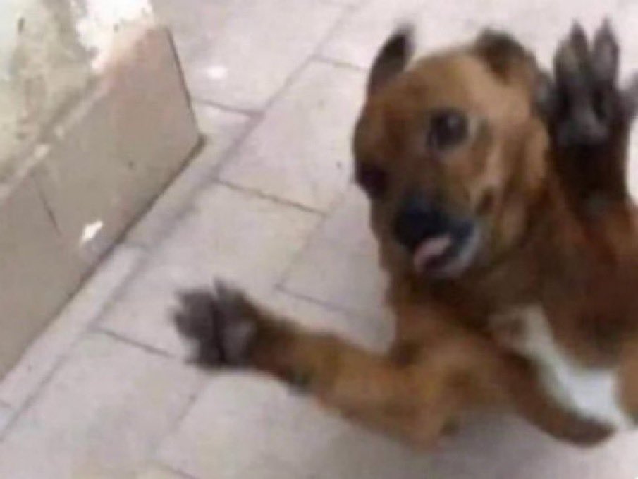 diegoilomilo's tweet photo. "con ese carácter nadie te va a querer"
mi perro cuando me ve: https://t.co/7K3gRD3Ip3