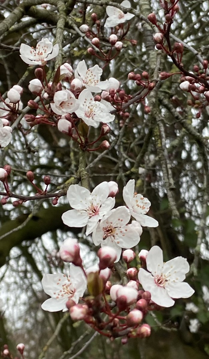 Jane Guy tweet media