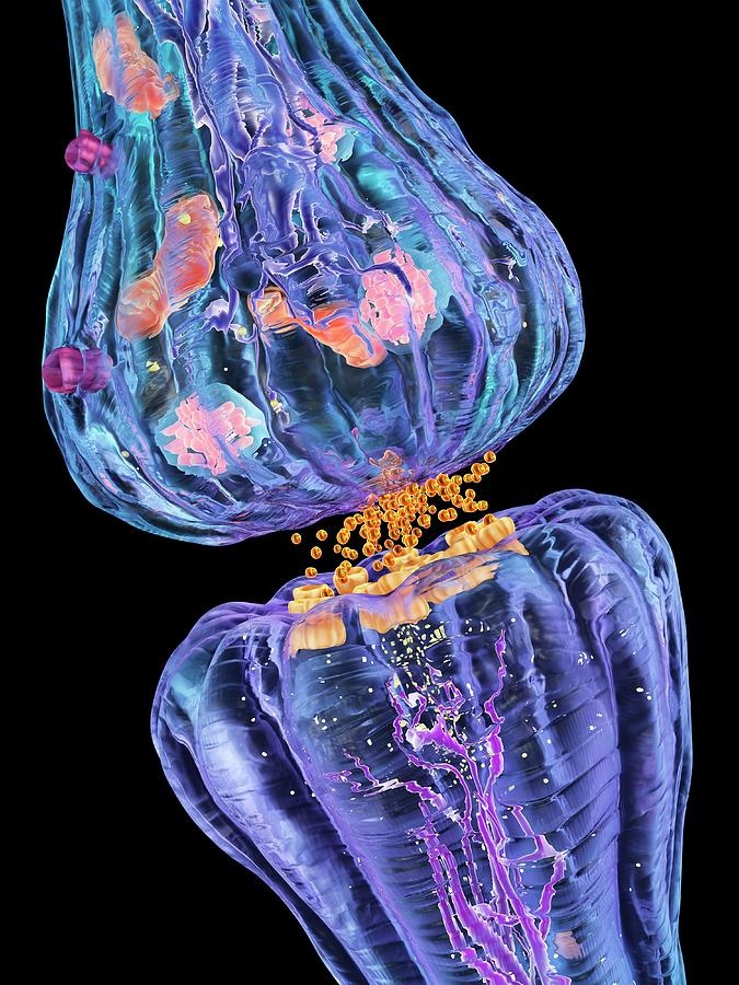 chrost_hugo's tweet photo. Computer artwork of a nerve synapse.

Credits: Alfred Pasieka

#neuroscience #MedTwitter https://t.co/V51QjbMyKN