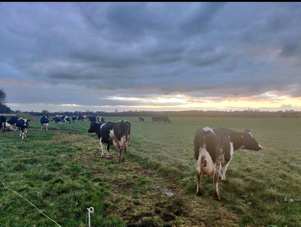 Great evening to have the cows grazing! Started by running A B with C indoors for the night. Aim to leave them out with an appetite in the morning to graze the heavy covers.