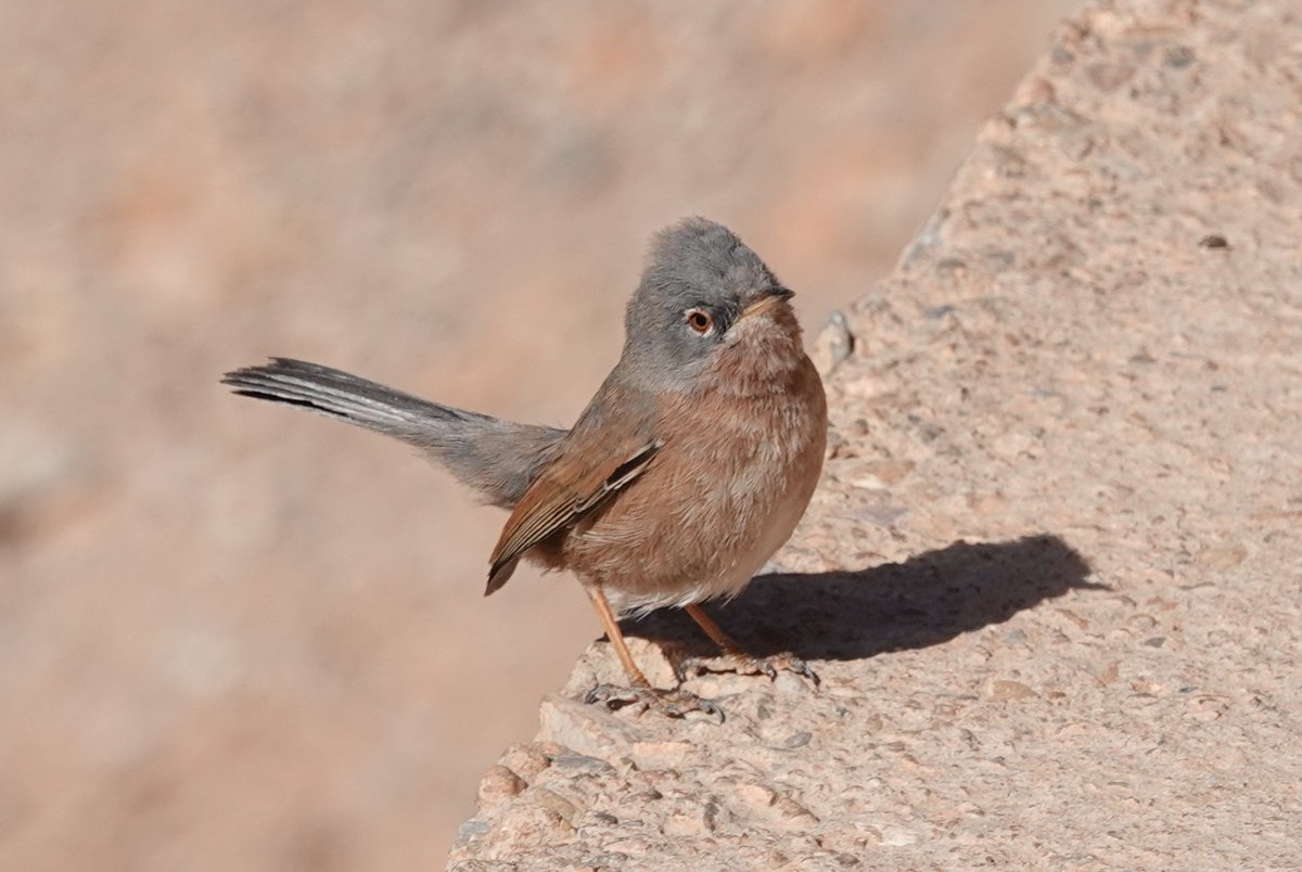 Martin Pitt tweet media