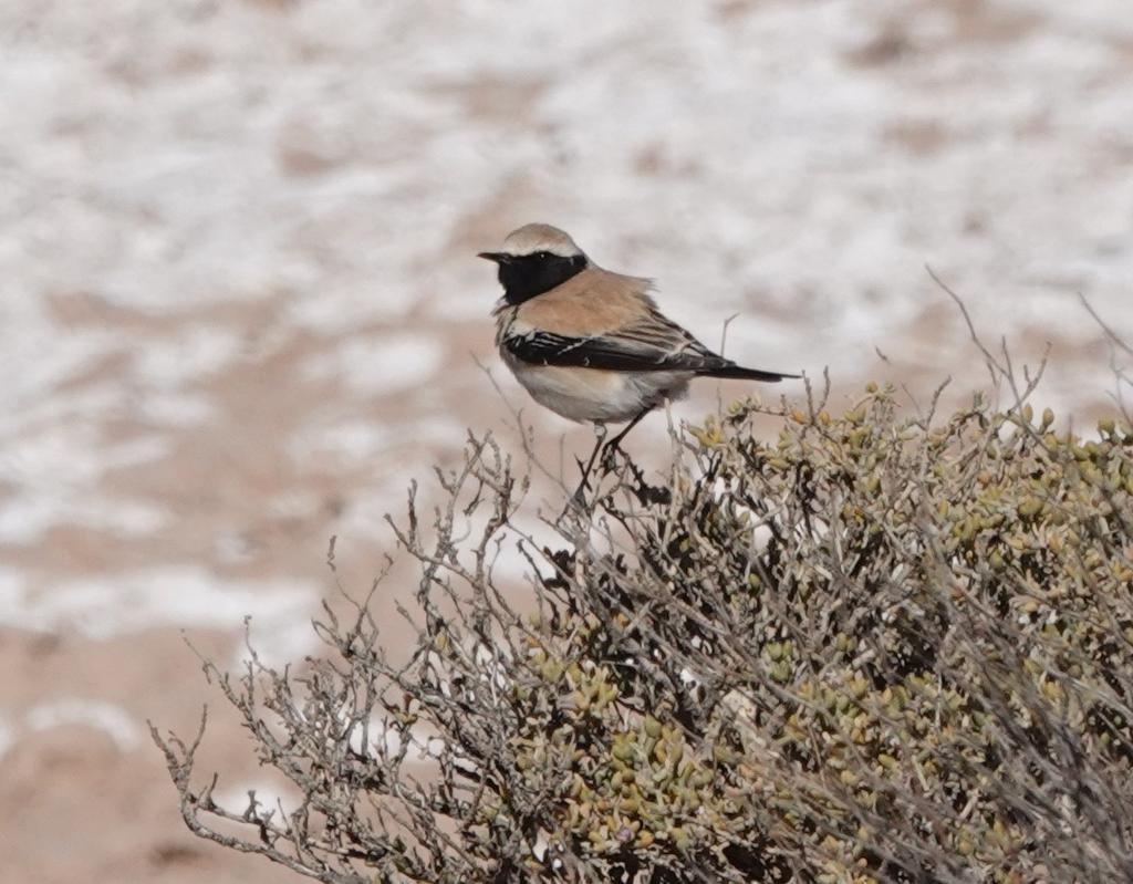 Martin Pitt tweet media