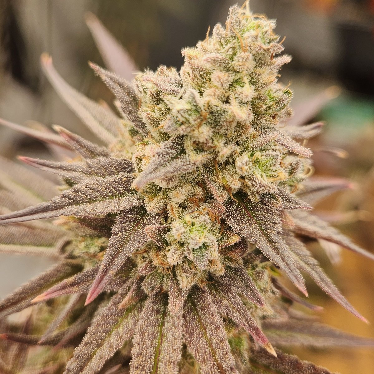 47th_Parallel_'s tweet image. The green strawberry Purée pheno 😁 haven't named the cut yet but I believe this will be our washer for this cultivar. Only one way to find out! What should we call her?

#420community #Mmemberville #CannabisCulture #CannabisCommunity #WeedLovers #WeedLife #frosty #47thparallel