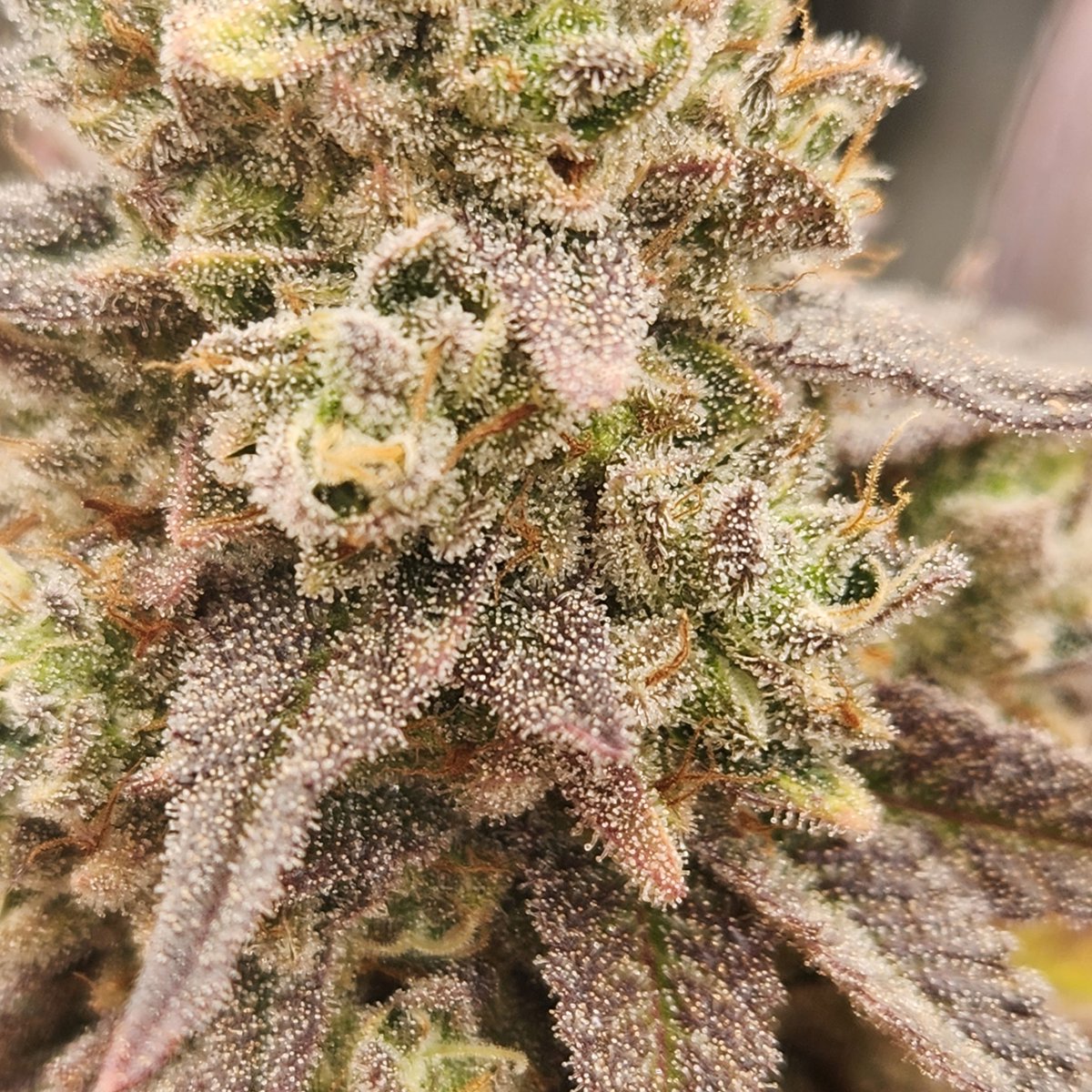 47th_Parallel_'s tweet image. A closer shot of the green strawberry Purée pheno
Bred and grown by us!

#WeedLovers #Mmemberville #420Life #Weedmob #CannabisCulture #47thparallel