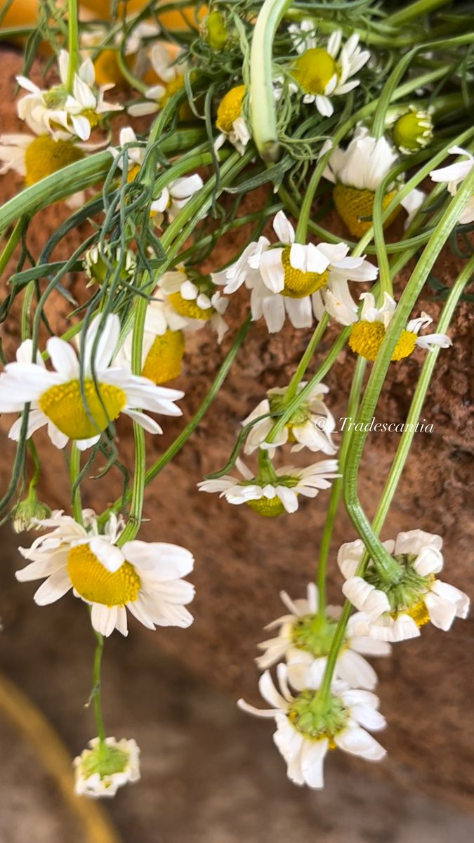 Tea for two… chamomile #Flowers #organicagriculture #naturelovers