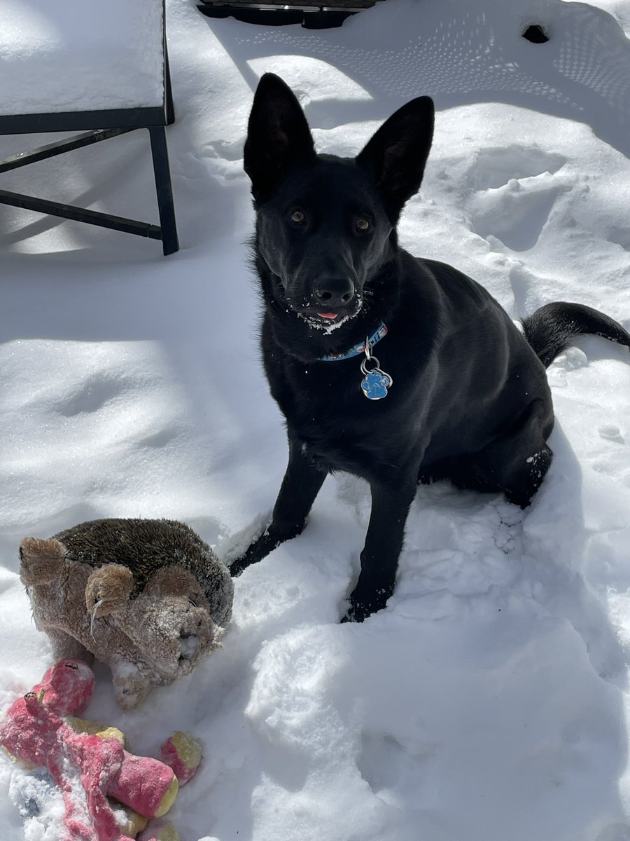 JustinOuellette's tweet photo. K9 Freyja is ready for tonight’s episode!  #CanineOfTheNight

#OPLive #OPLiveNation #OnPatrolLive #OPLNation @OfficialOPLive @ReelzChannel https://t.co/zx5lIGFrc0