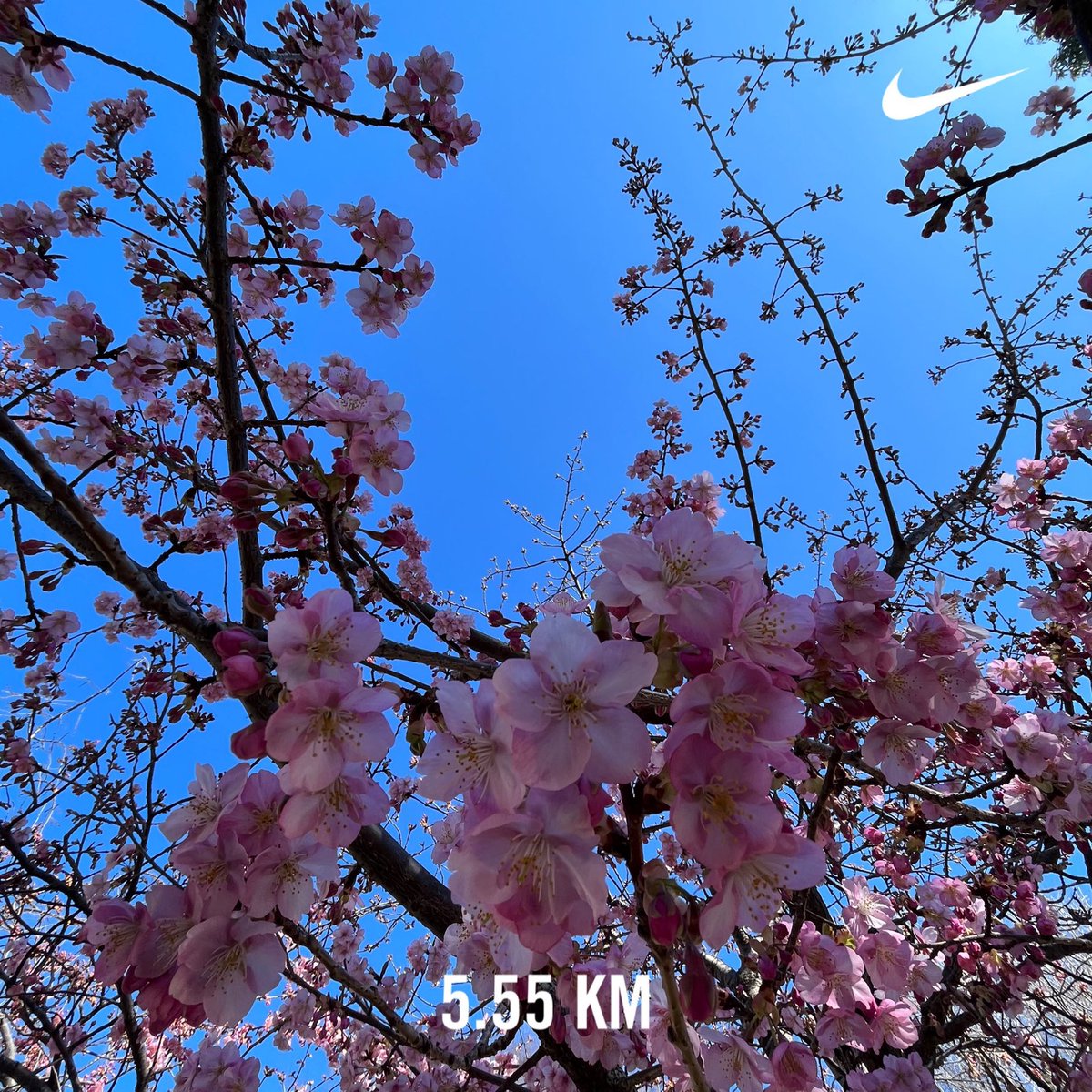 asamisan0305's tweet photo. #Day562
今日はお休み予定でしたがあまりに良き天気で出動してきました🏃🏻♀️
河津桜が8割ほど咲いてて春を体感🌸
今日は今から岩盤と溶岩ヨガ🧘🏻♀️ https://t.co/DWxiT4DPnH