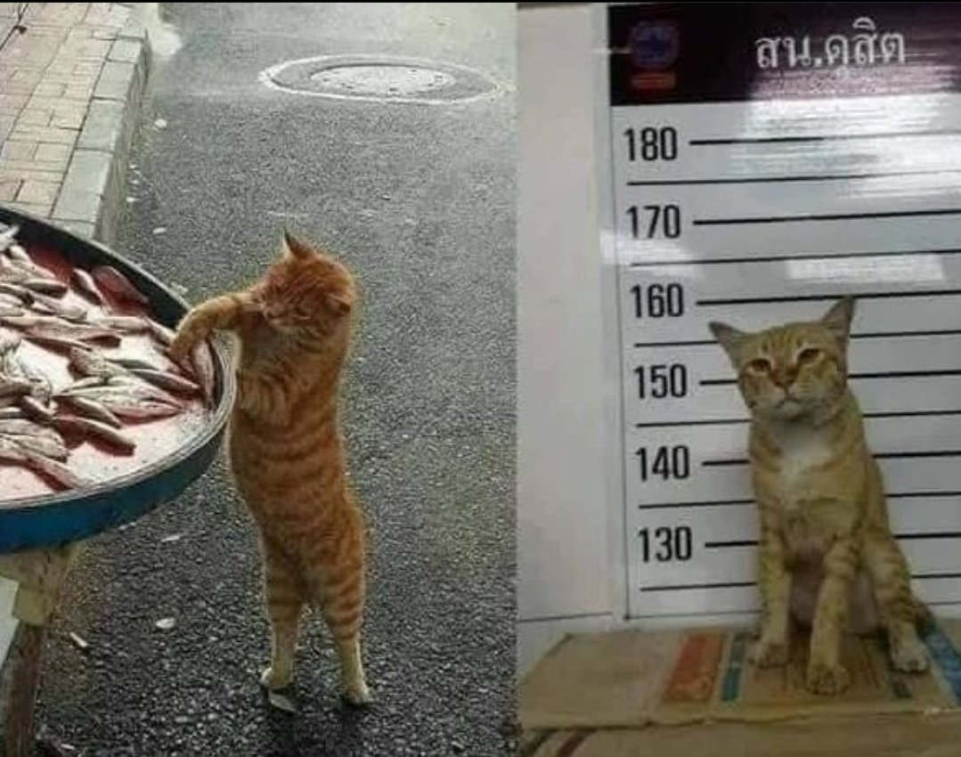 DontShowYourCat's tweet photo. he just wanted to feed his kittens https://t.co/LTjcWVHW5Q