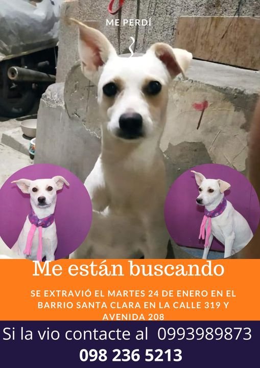 MantaAnimalista's tweet photo. #MantaAnimalista : "Nieve" se extravió el 24 de enero en el barrio Santa Clara de #Manta, tenía dos días de haber sido entregada en adopción, está esterilizada. Estamos en época de lluvia si la ve ofrézcale agua y comida y de inmediato contacte al 098 236 5213 o al 0993989873 https://t.co/pGVjIQbBg7