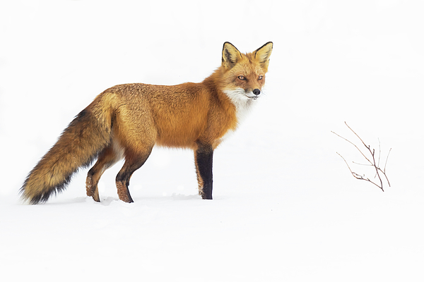 MirceaCostina's tweet photo. New artwork for sale! - "Winter Fox" - https://t.co/SZRWnVAL5U @fineartamerica https://t.co/zbnxc4KFWx