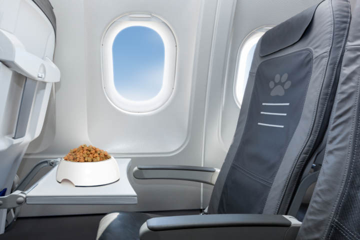 romero959's tweet photo. “Las aerolíneas turcas les dieron a los perros de rescate, asientos de clase ejecutiva en agradecimiento . Los rescatistas merecen todos nuestros elogios y admiración. ¡Gloria!”,
Llegaron en jaulas y se van  a sus paises como heroes que es lo que son!!! https://t.co/Y1LgJGW0gW