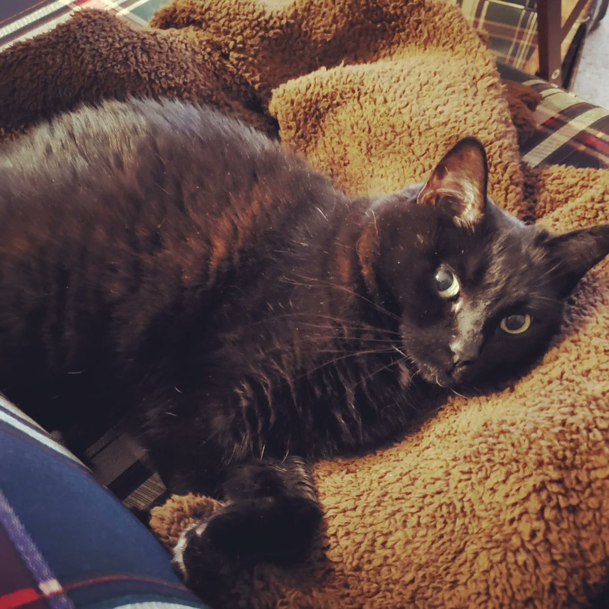 EditsByKnight's tweet image. "Who's a sweet kitty?"

#CatsOfTwitter #catsmirin #voidkitty #voidcat #sweetkitty