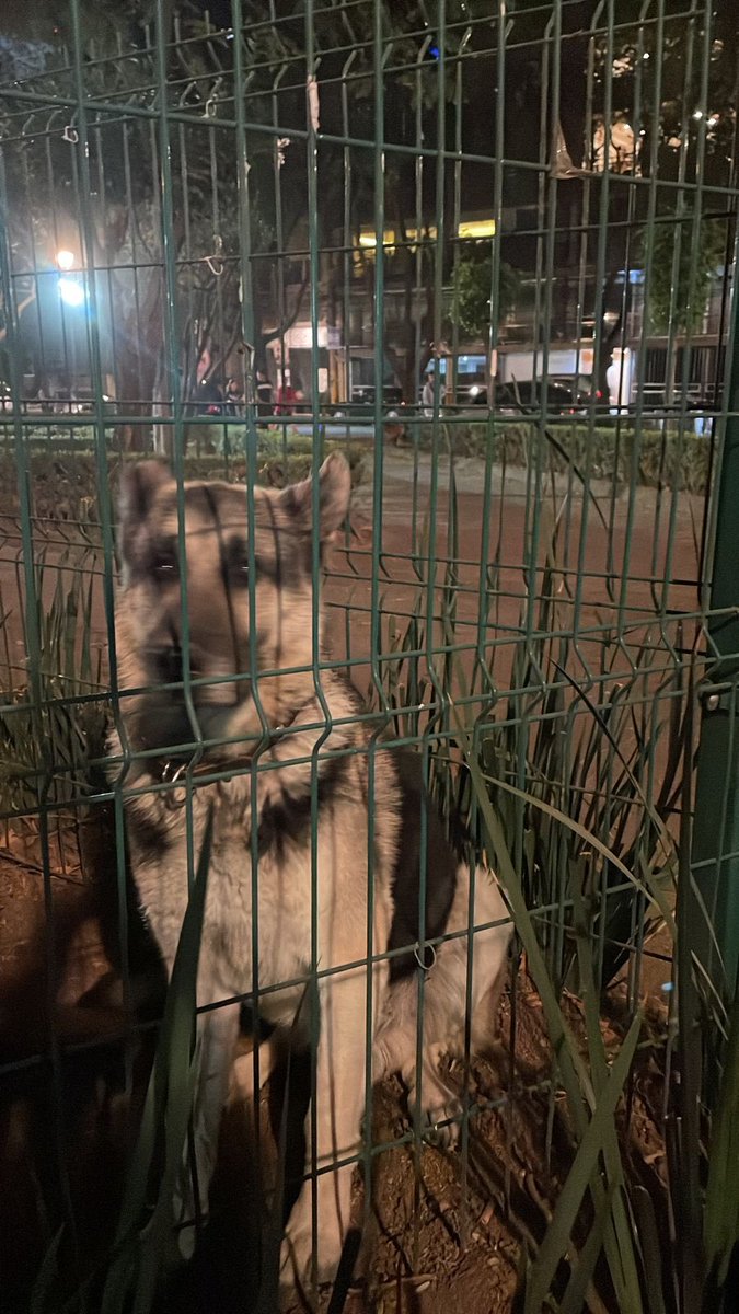 Petenav's tweet photo. @PrrosPerdidosMX @LaNapolesCdMx @vecinosnapoles Perrito perdido y entiendo lo metieron a la zona de perros del parque napoles https://t.co/AKQ19bqtgU