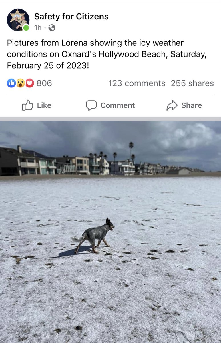 MadLew's tweet photo. When beach and snow meet…welcome to SoCal magic. It’s only a 5 or 10 year event. #SnowInSoCal #TheNard #CattleDog @sundynightlive…look it’s a Blue! 💙 https://t.co/xpex7w666f