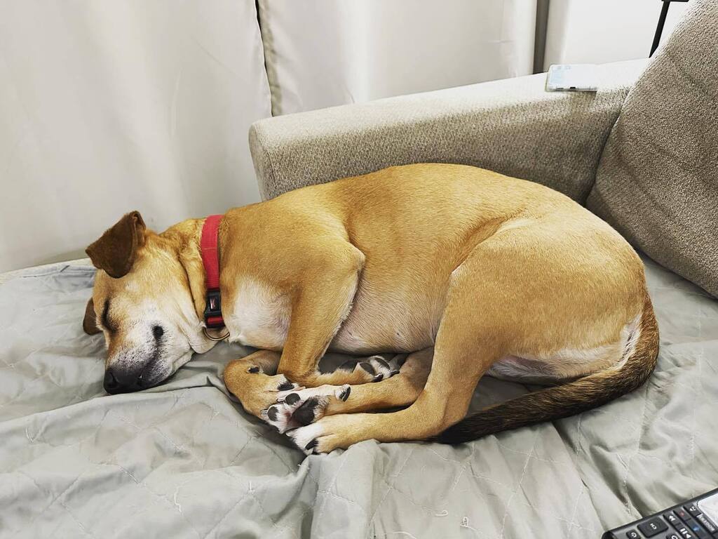 VanMcGregor's tweet photo. Nothing we wouldn’t do for her 🐾🐶 https://t.co/pL1lEaI1S9 https://t.co/ZJuqzEaQlr
