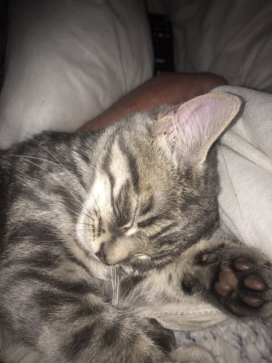 rodneyb1981's tweet photo. @christhebarker Too cute, this is My 3 month old beaut, very similar markings https://t.co/ARpdUmjhvj