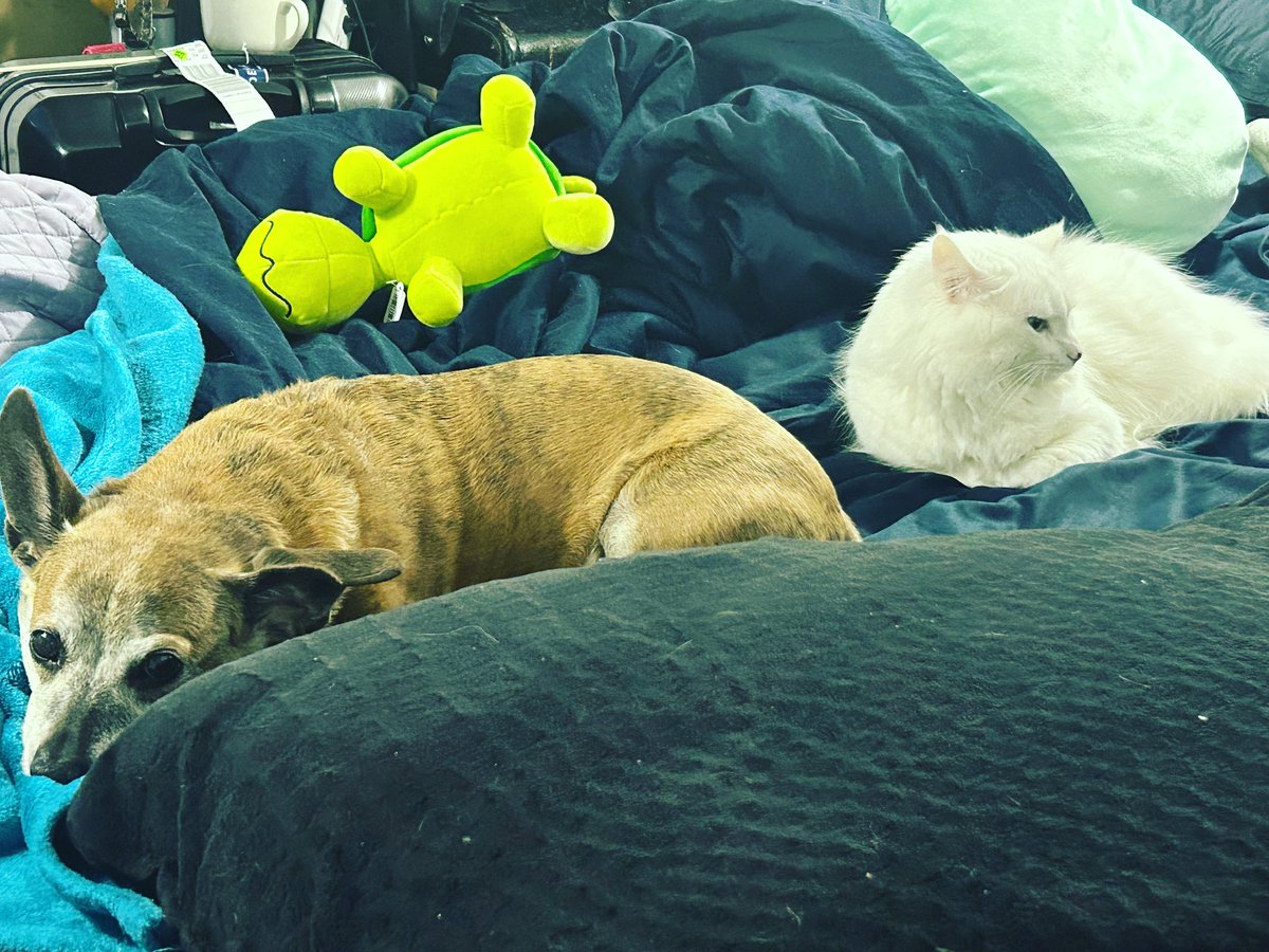 Smokey_Necko's tweet photo. These boy be chilling.
.
.
.
#cat #dog #cute #chillin #catdog #furbaby #buddies https://t.co/sWhkmKmDQF