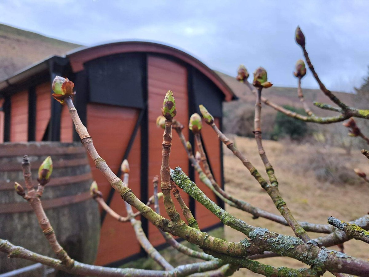 The venerable #HorseChestnut tree, which gives our converted railway goods wagon its name, is awakening! #StickyBuds  #HillFarm #Farmstay #RailwayWagon #OlchonValley #BlackMountains #Herefordshire