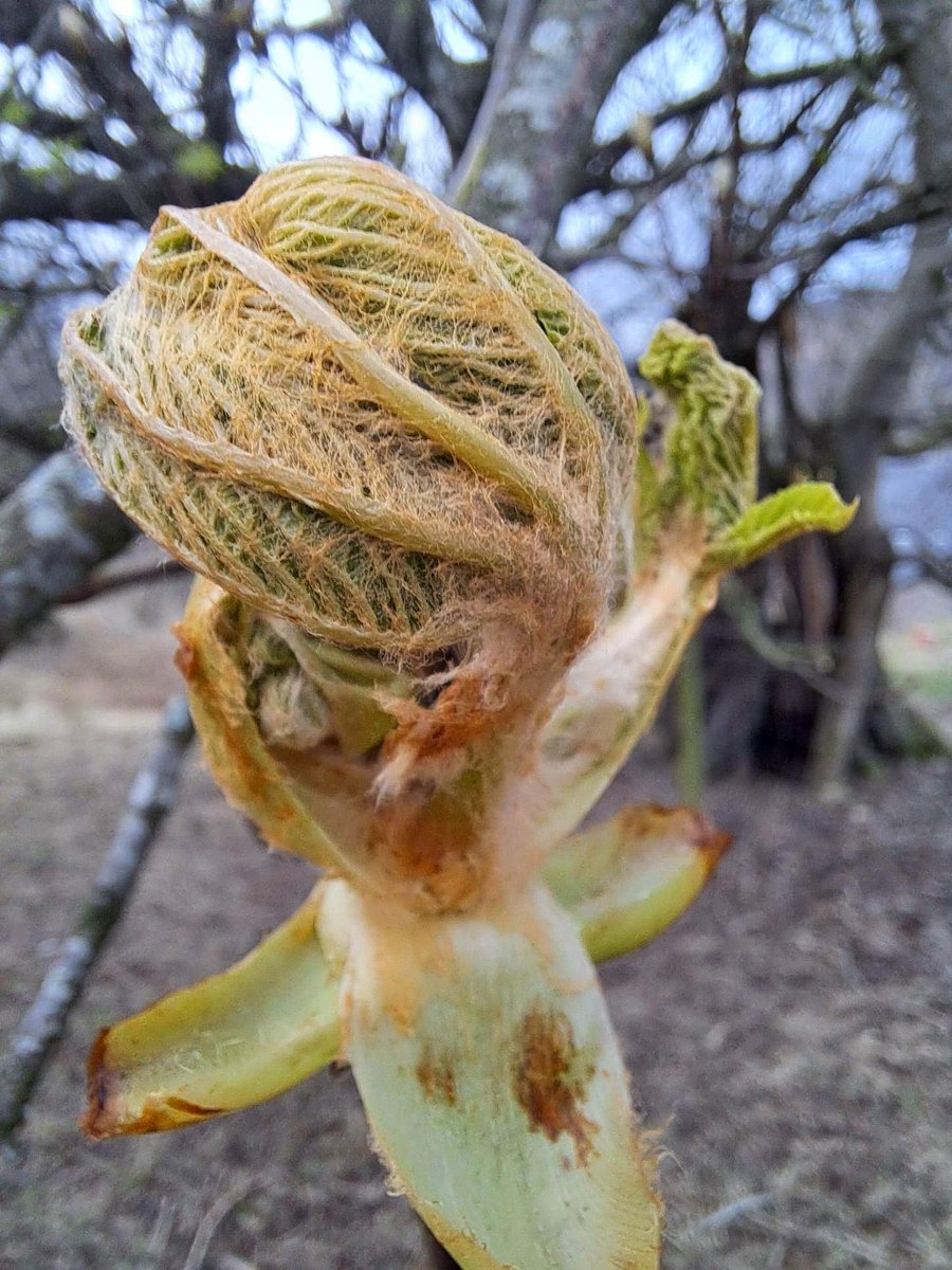 OlchonValley's tweet photo. The venerable #HorseChestnut tree, which gives our converted railway goods wagon its name, is awakening! #StickyBuds  #HillFarm #Farmstay #RailwayWagon #OlchonValley #BlackMountains #Herefordshire https://t.co/7Y2Q7Ucqew