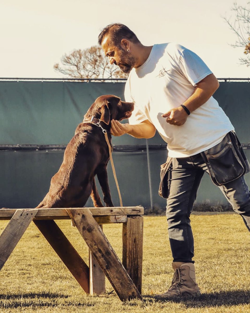 dogtrainer_burc's tweet photo. Rio from BBK9 TEAM ile Arama Kurtarma eğitimlerinden bir kare.

Labrador köpekler arama kurtarma çalışmalarına en yatkın ırklar arasında yer alıyor.

#labrador
#köpekeğitimi #köpekeğitmeni
#burçbakan #köpekeğitmeniburçbakan https://t.co/IjauRPHmOs