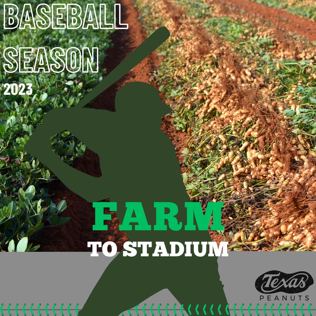 During this time, America’s two favorite things are combined: baseball and peanuts. Baseball season is in full swing right now, and TPPB encourages everyone to go to the ball game and enjoy some delicious peanuts. 🥜⚾
•
•
•
#TexasPeanuts #TexasPeanutProducersBoard