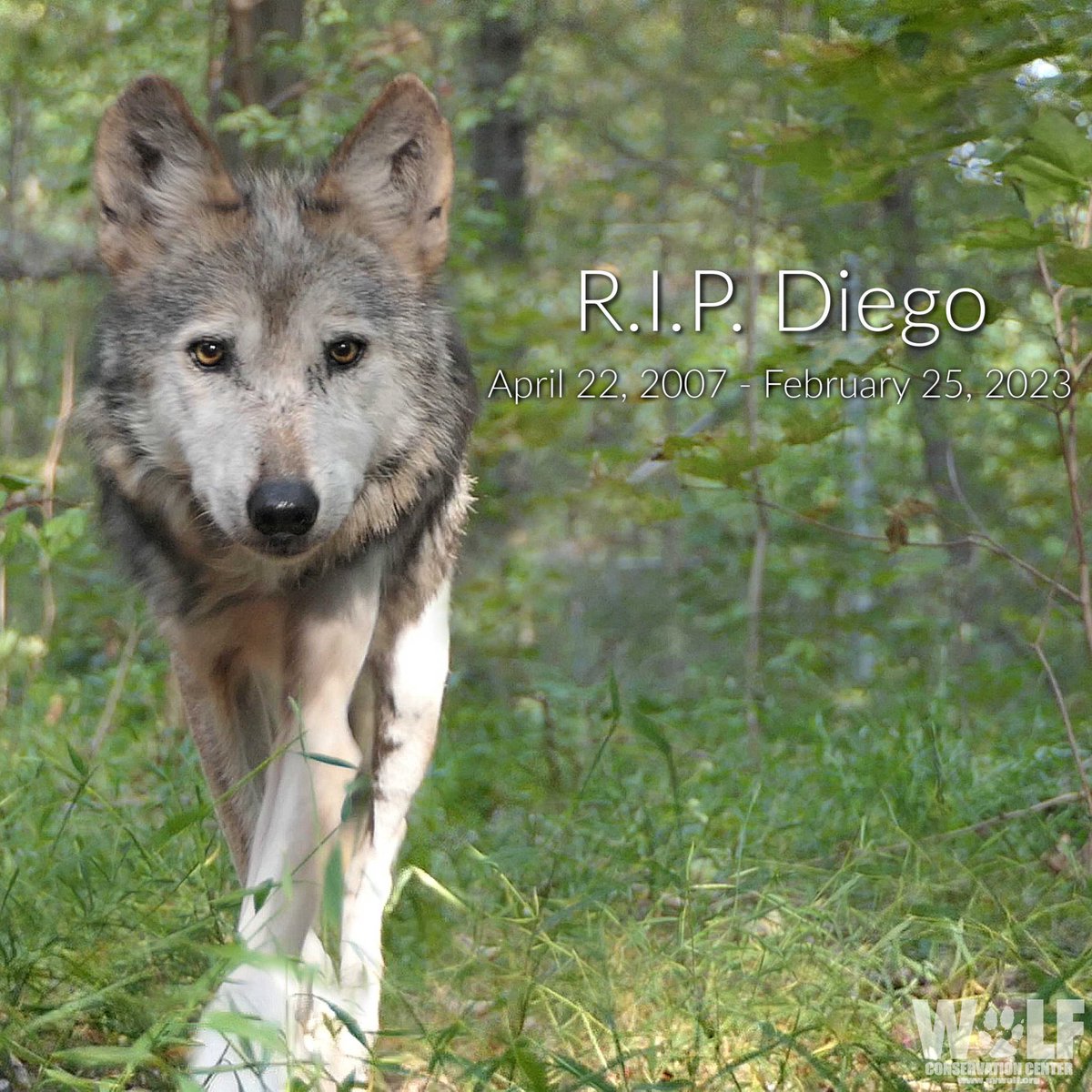 It is with heavy hearts that we announce the passing of Mexican gray wolf Diego. He died this morning at 15 years old.

His wisdom + gentle leadership live on in his family + will continue to inspire all those who loved him.

RIP, Diego. We miss you 💔

-> nywolf.org/2023/02/wolf-c…