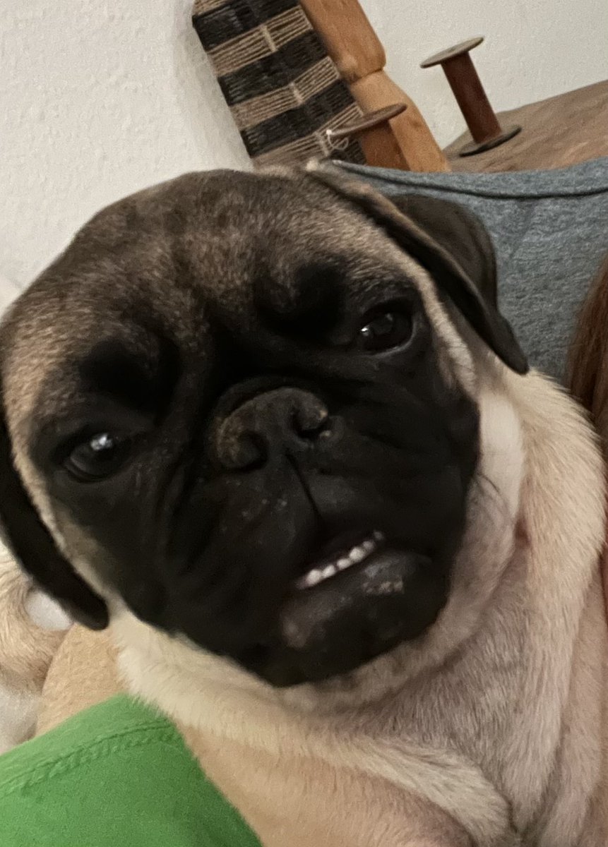 JenTroke's tweet image. Support The Meatballs 's fundraising campaign to raise funds for Pug Rescue of Austin.  amplifyatx.org/p2p/290351/jen… via @GiveGab