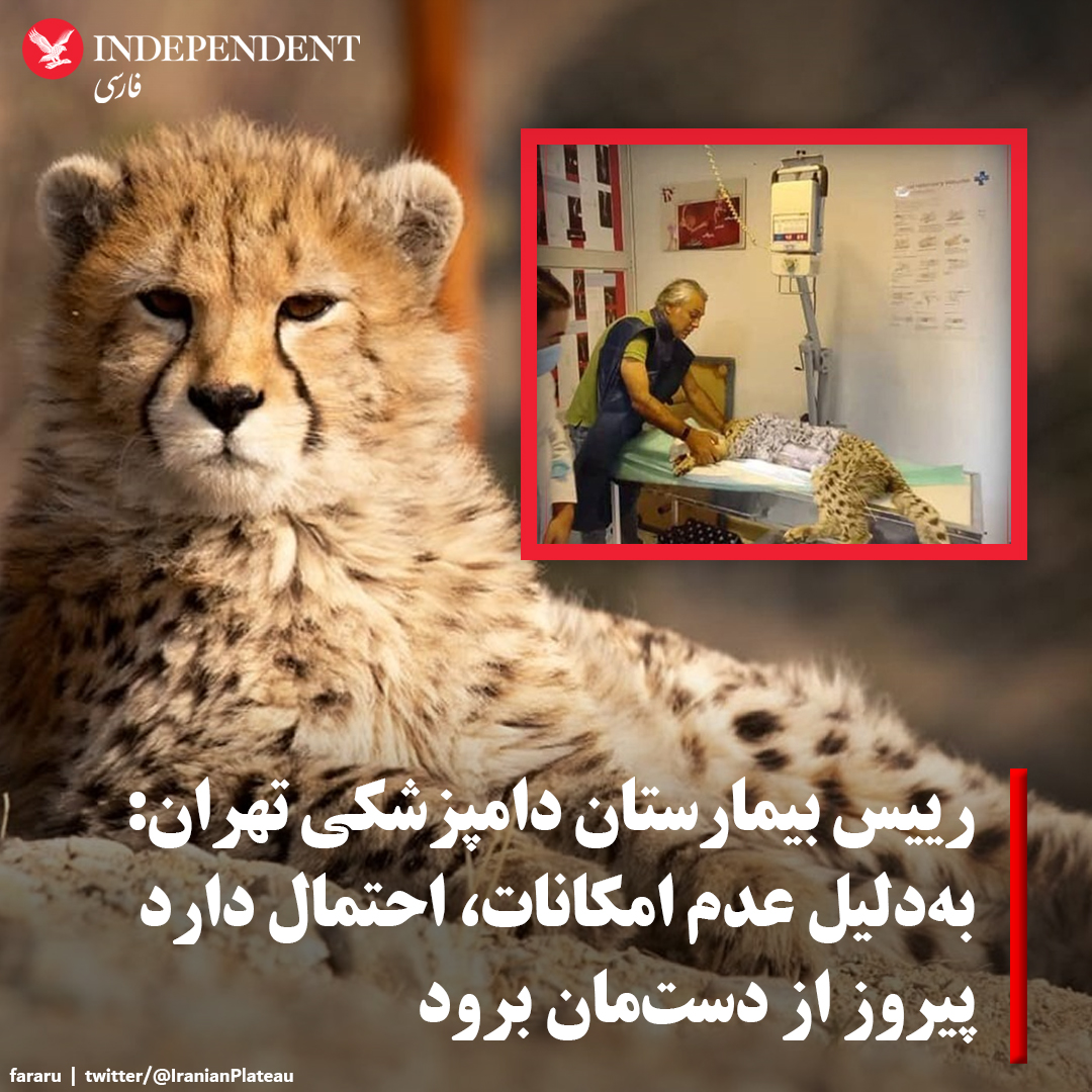 indypersian's tweet photo. روز شنبه، ششم اسفندماه، به دنبال یبوست مزمن و مشکلات گوارشی #پیروز، توله #یوز_ایرانی، رییس بیمارستان دامپزشکی ‌مرکزی #تهران از عدم امکان همودیالیز کردن پیروز در ایران خبر داد و گفت: «به‌دلیل بالا بودن متابولیک‌های موجود در بدن، و عدم امکانات، احتمال دارد پیروز از دست‌مان برود.» https://t.co/msQ92vIYhf