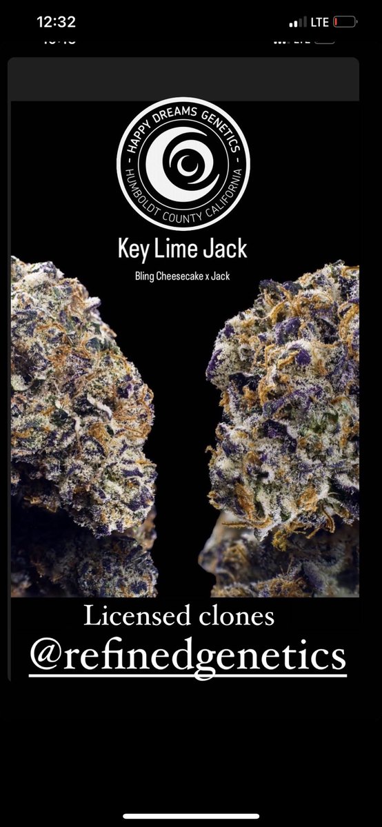 Key Lime Jack
Bred by MrD @happydreamsgenetics
Bling Cheesecake x Jack
Seeds available @immaculate_seeds
<a href="/NeptuneSeedBank/">Neptune Seed Bank</a> 
<a href="/supremeseedbank/">Supreme Seedbank & Clones</a> 
Energetic uplifting high from this Sativa leaning hybrid . Great color and bag appeal as well