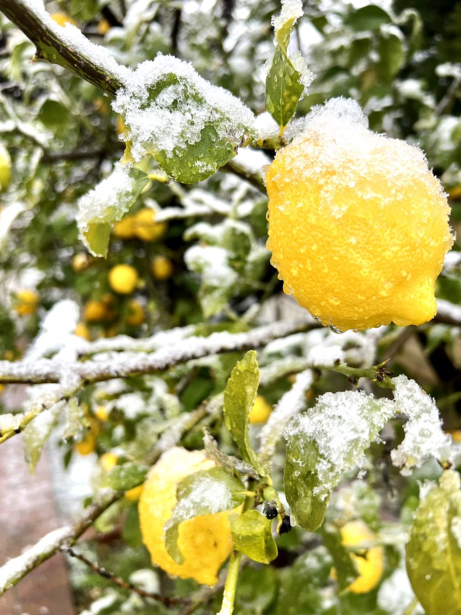 Snow in Rancho Cucamonga California #ABC7
#KTLA5News