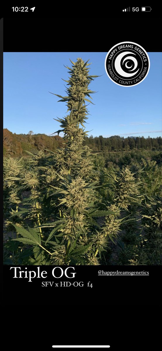 OG is back !! And this Triple OG has lineage of the SFV OG and Happy Dreams OG which was worked from SFV , Humboldt OG and TKOG… super GAS with amazing vigor - bred on the floodplain of the Eel River Valley and Outdoor WE DON’T TRElLIS or cage her !  <a href="/supremeseedbank/">Supreme Seedbank & Clones</a>