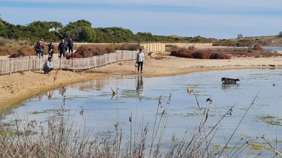 GomezSerrano_MA's tweet photo. These irresponsible owners walk their dog without leash (forbidden) and have jumped a fence to protect the birds with no trespassing signs.
Dogs should be banned from sensitive areas for birds, such as wetlands and beaches.
📷 by @AavvSaler in Albufera de Valencia https://t.co/hlpZzangOh