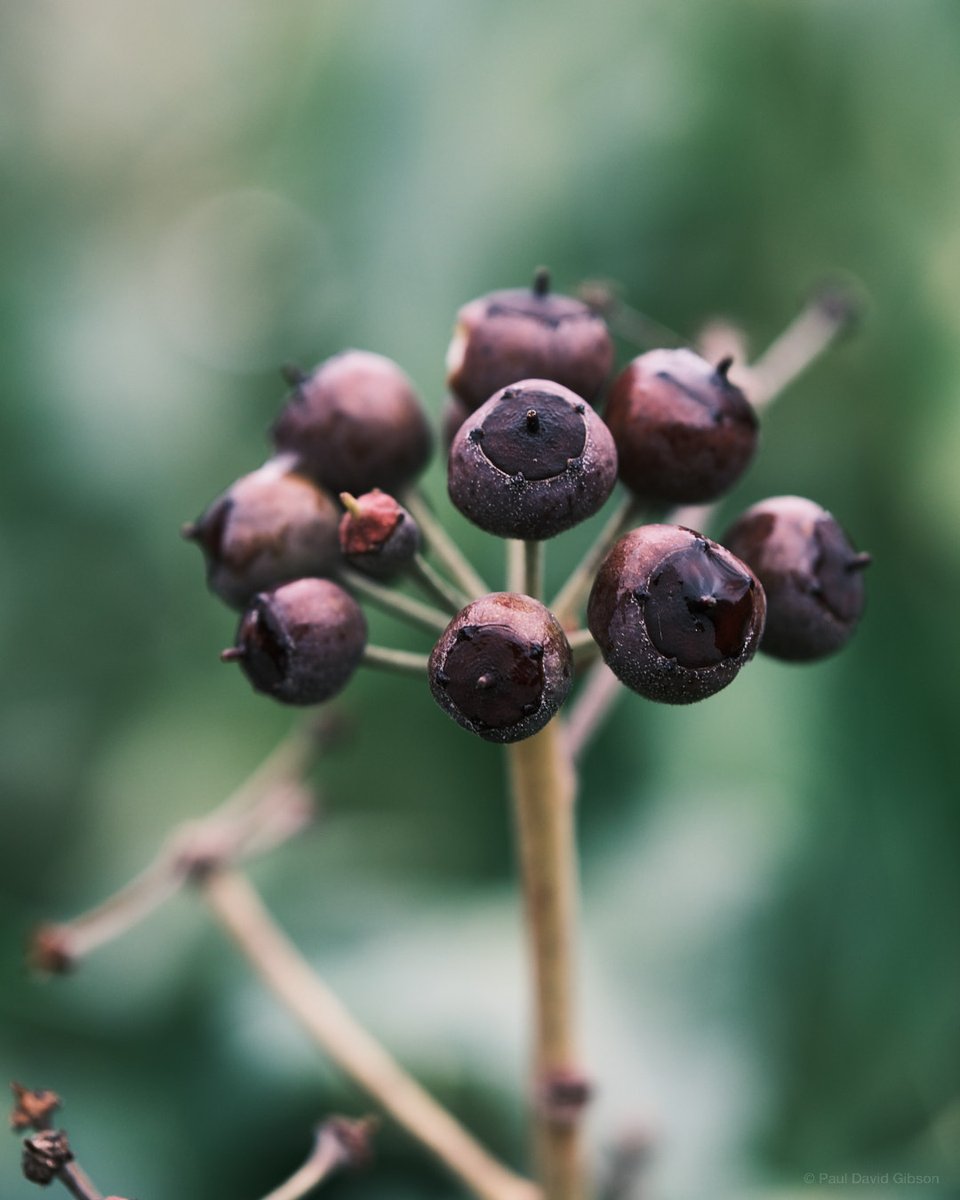 pdgibson's tweet photo. Seattle, WA
February 2023

#nature #naturephotography #macro #macrophotography #colorphotography #seattle #westseattle #washingtonstate #pnwonderland #pacificnorthwest #pnw #pnwlife #fujifilm #fujixseries #fujixshooters #fujifilmx_seattle #fujixt5 #xf80mm #fujilove @fujifilmx_us https://t.co/jwUEk3DTSi