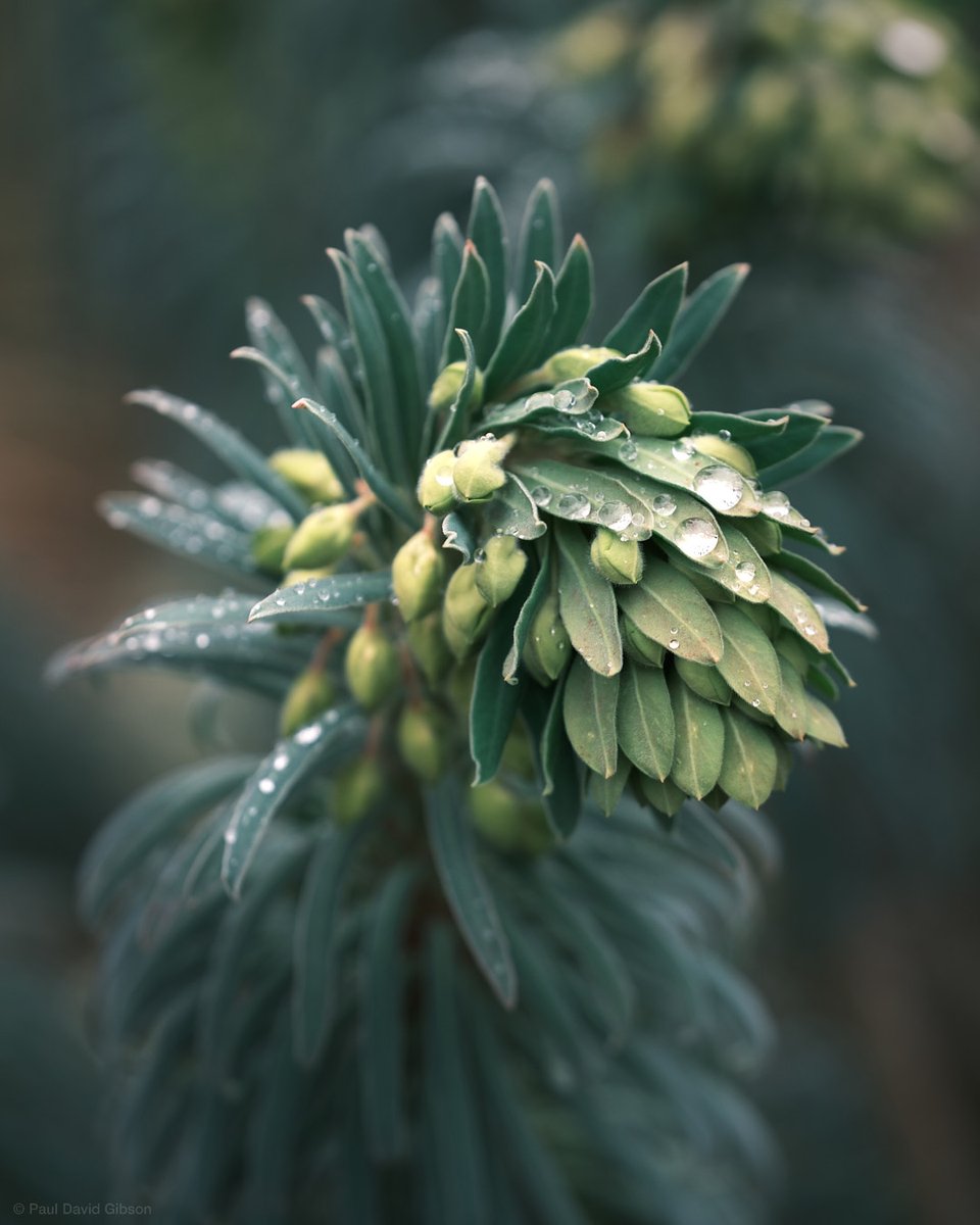 pdgibson's tweet photo. Seattle, WA
February 2023

#nature #naturephotography #macro #macrophotography #colorphotography #seattle #westseattle #washingtonstate #pnwonderland #pacificnorthwest #pnw #pnwlife #fujifilm #fujixseries #fujixshooters #fujifilmx_seattle #fujixt5 #xf80mm #fujilove @fujifilmx_us https://t.co/jwUEk3DTSi
