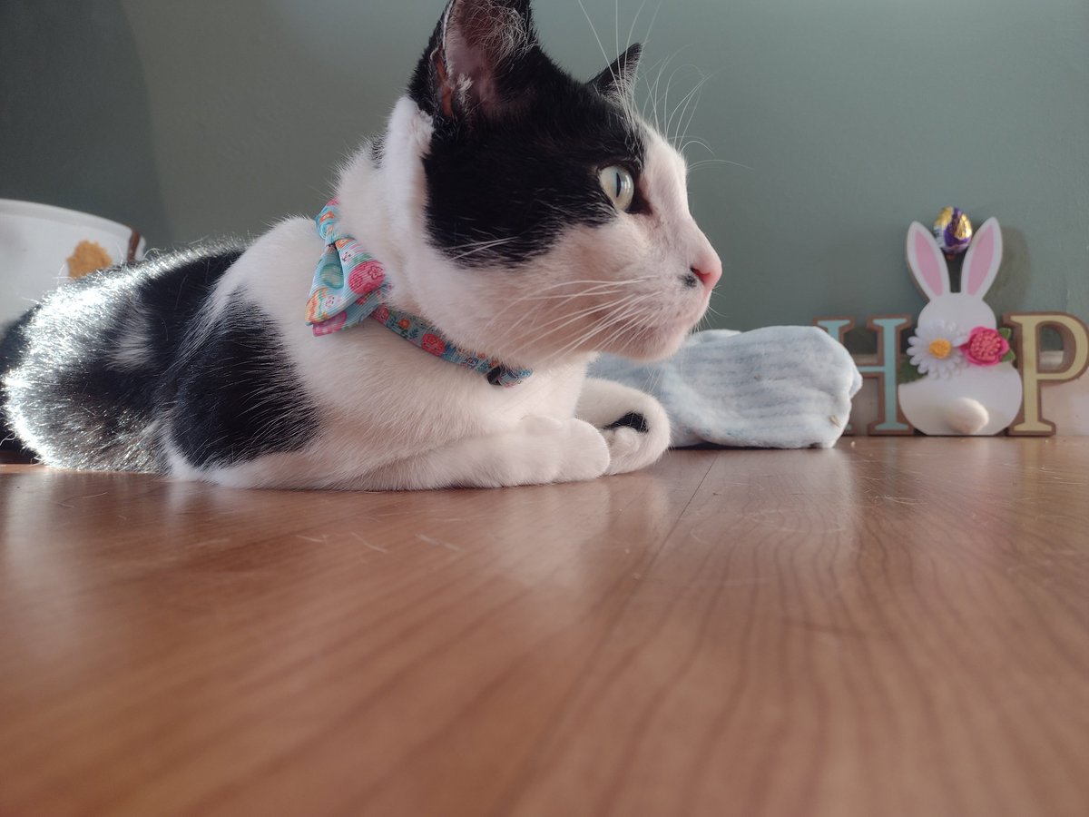 Happy #Caturday everyone!! Feeling handsome in my new collar!😁
#CatsAreFamily #CatsofTwittter #catstar #CatsLover #rescueismyfavoritebreed #SaturdayMood #AdoptDontShop #BestFriend #BuddytheCat