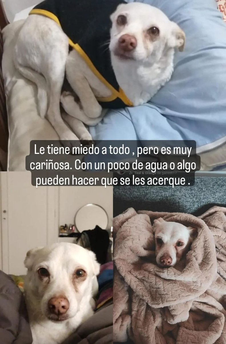 Tabyta201's tweet photo. 🔴Se perdió esta perrita en Parque Chas pero la vieron cerca de Ceretti y Larralde. Hace dos horas. Por favor, difundir. JOSÉ +54 9 11 2192-5253 https://t.co/uGI4x62NUe