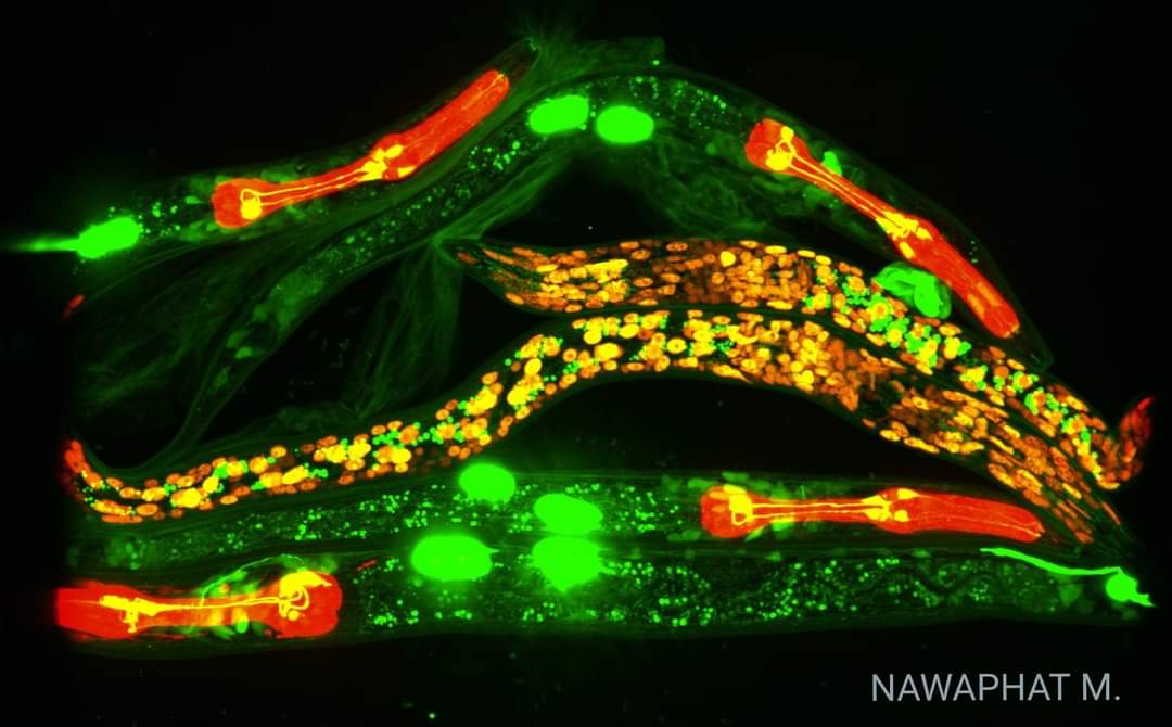 NawaphatMalaiw1's tweet photo. #FLInt #celegans #extrachromosomal #array #integration #fluorescent #mCherry #gfp #tdtomato 

https://t.co/HeEJneutXP https://t.co/agZnblNqz8