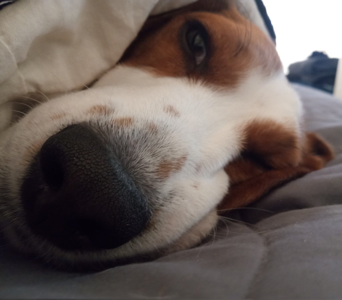 Nap time wiff da Beagle Daddy Guy seems ta be ober. I need a boop ta get muh motor started.