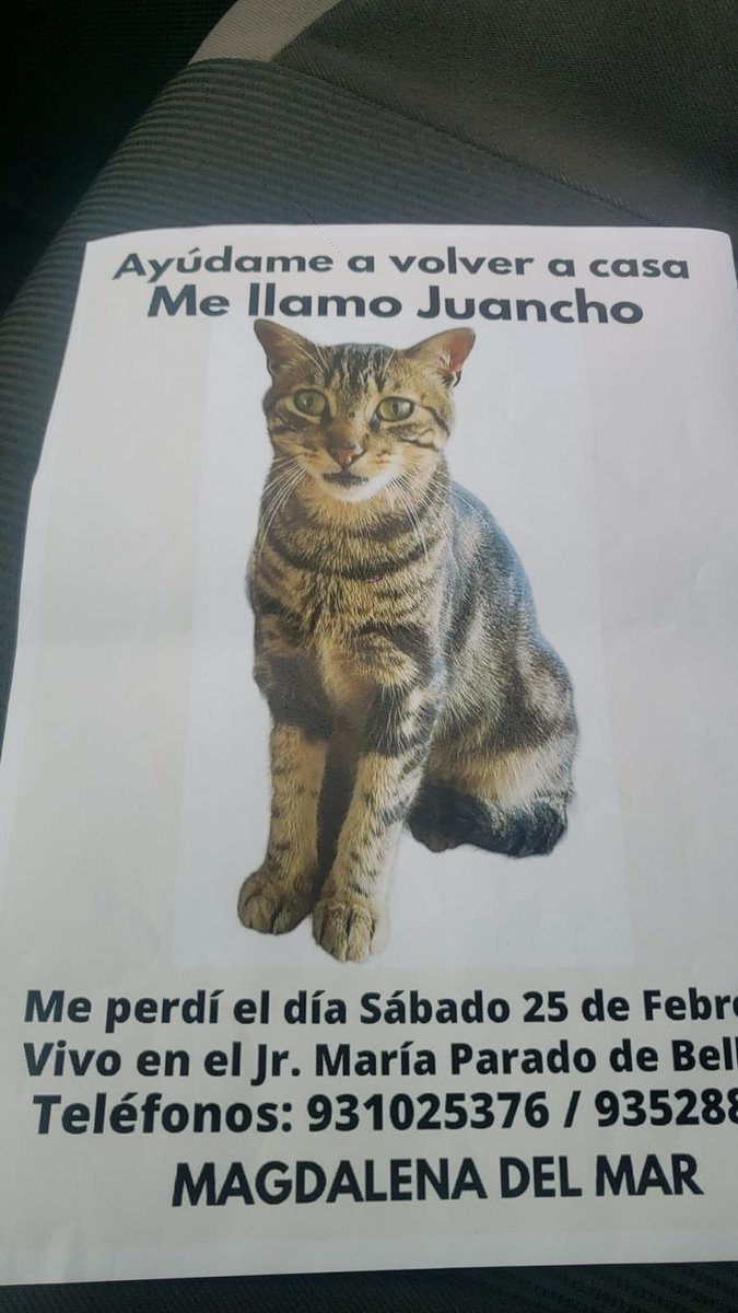 Paola310's tweet photo. Atención Magdalena:Se perdió Juancho. https://t.co/UIls6BAo4c