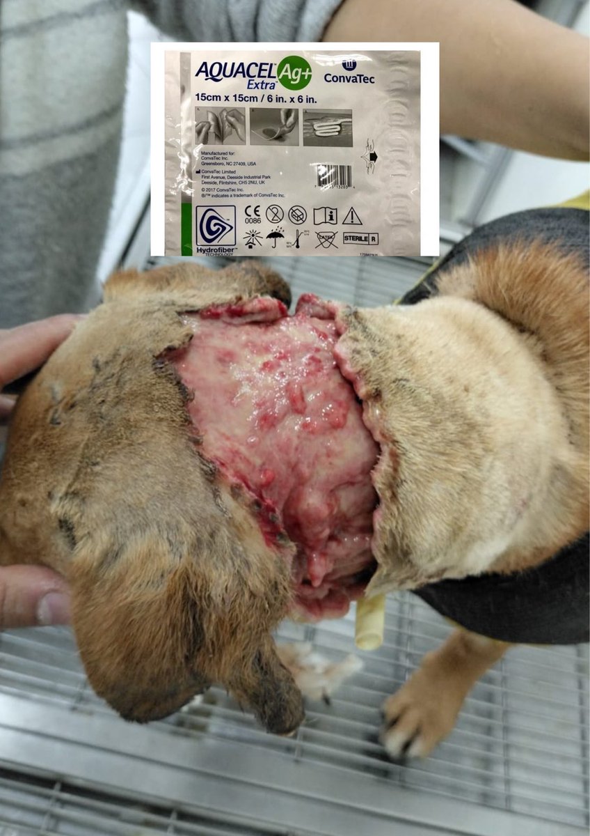 AsociacionMi's tweet photo. Perdón por la Imagen

Lana necesita parches Aquacel extra ag de cualquier tamaño, va a requerir muchísimos para su recuperación, aquí no los conseguimos si alguien por favor nos los quiere enviar 🙏🏻 
Cra 6 16-36 Clínica Vet Santa Cecilia Chiquinquirá mil y mil gracias. 🥺🙏🏻💜 https://t.co/2GQmSsVGbq