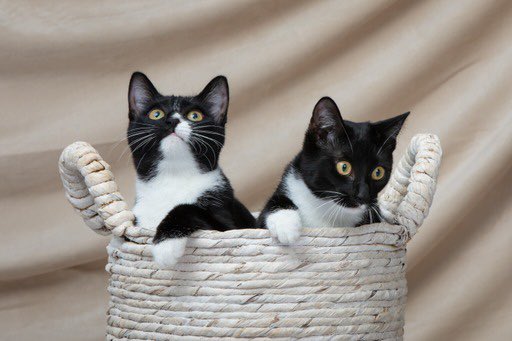 We have a photographer taking great pics of our rescues for adoption. 🥰