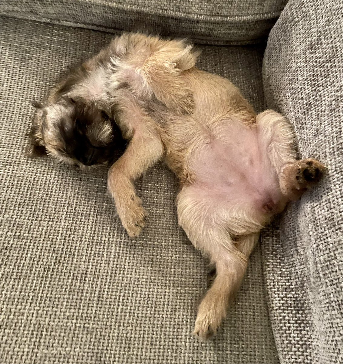 First time at puppy class today and an hour up on those Saddleworth Moors has done me in! 💤