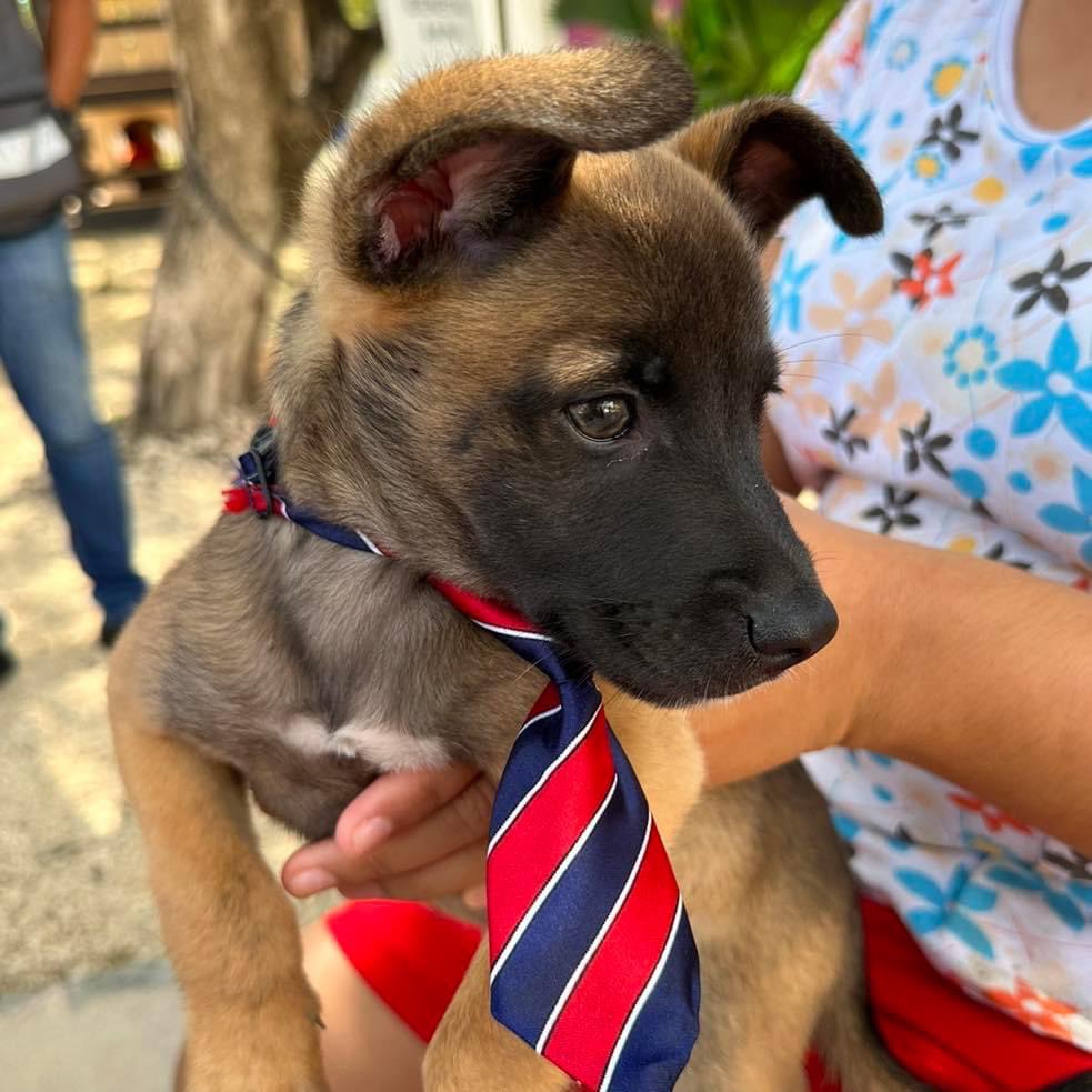 ProteccionBj's tweet photo. Estuvimos dando vacunas antirrábicas y consultas veterinarias totalmente gratuitas en la #SM259 Villas Otoch Paraíso, en la brigada de prosperidad compartida , porque el amor por los animalitos nos une 🐶🐱
@anapatyp
@AytoCancun
@cancunecologia https://t.co/gJGzMeVnVo