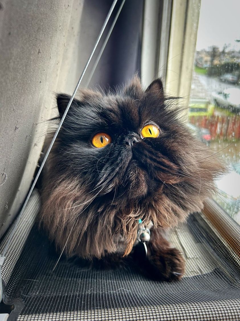 petfoodexpress's tweet photo. The face you make when you’re mid-nap and hear a can open. 😻
📷️: (IG) guskittypooh
#petfoodexpress #bayarea #sacramento #losangeles #catoftheday https://t.co/Qarrtwb3Iv