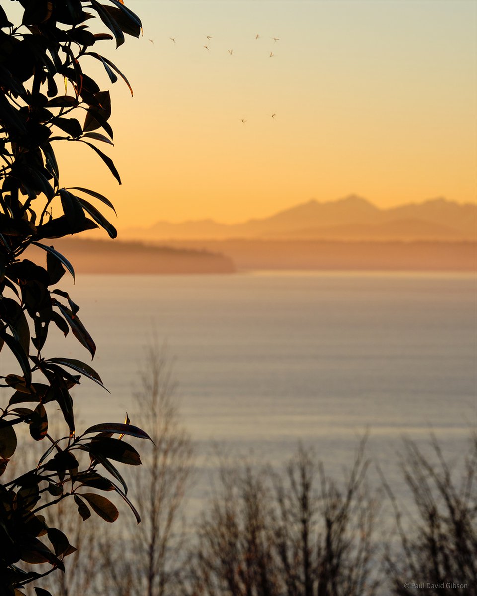 pdgibson's tweet photo. Sun setting behind the Olympic Mountains
Seattle, WA
January 2022

#sunset #colorphotography #seattle #westseattle #pugetsound #olympicmountains #washingtonstate #pacificnorthwest #pnw #fujifilm #fujixseries #fujixshooters #fujifilmx_seattle #fujixt2 #xf80mm @FujifilmX_US https://t.co/91eXjGkAz0
