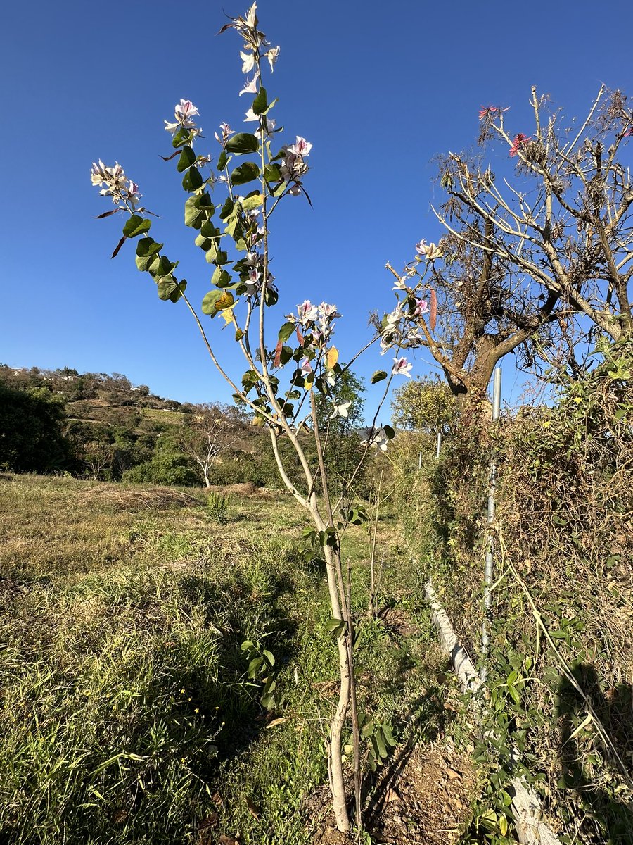 Mira <a href="/jcelforestal/">JCelForestal</a> este árbol lo germine hace dos años y medio y ya va a dar semillas para más arboles (También tengo jacarandas, pero de esas no te mando foto porque me regañas)